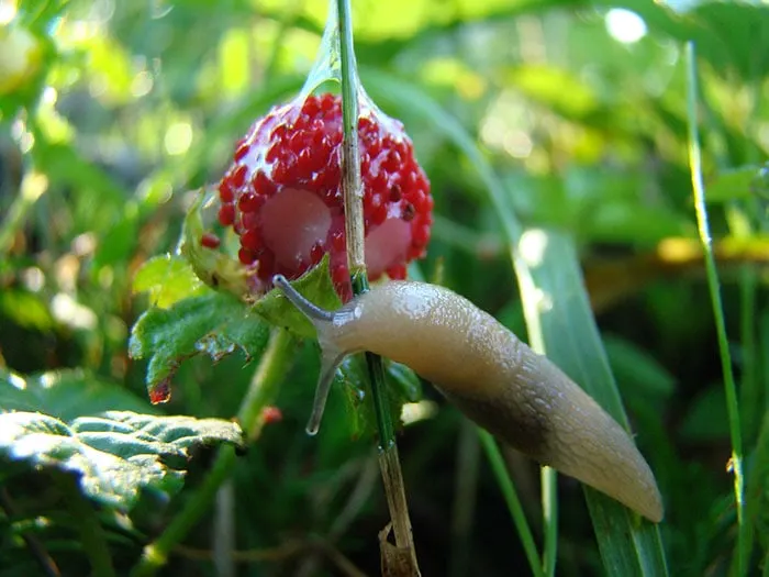 How do I get rid of slugs in my garden - slug eating strawberries