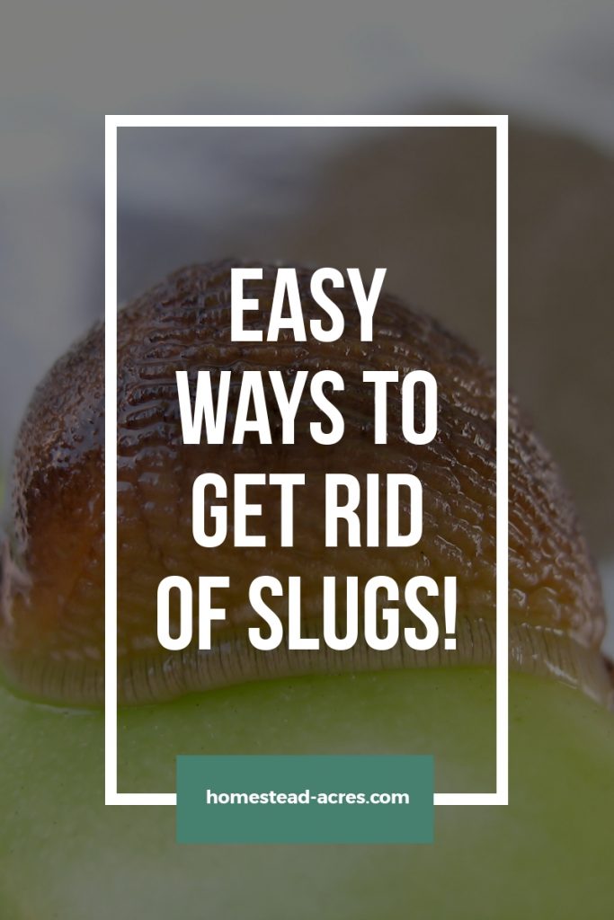 Easy Ways To Get Rid Of Slugs! text overlaid on a photo of a slug eating an apple.