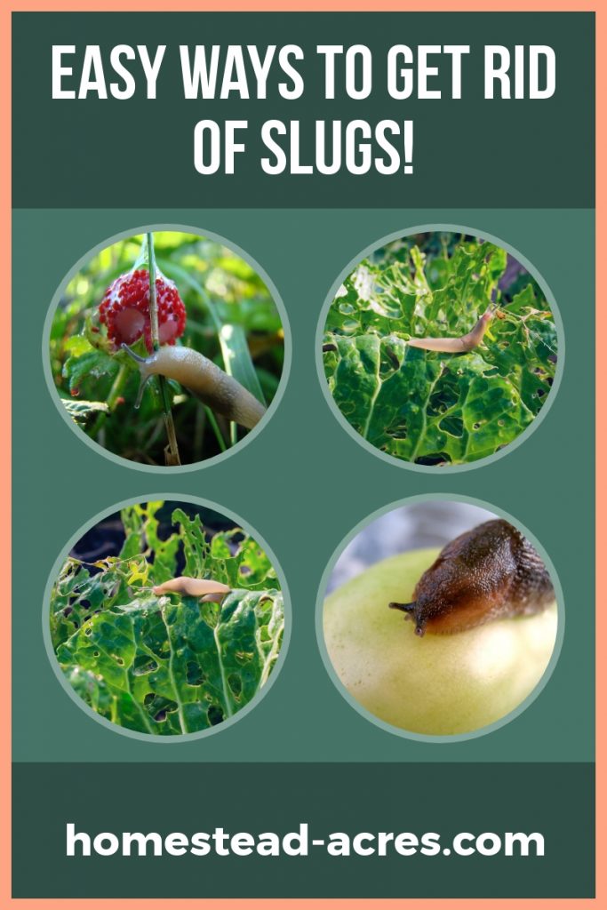 Easy Ways To Get Rid Of Slugs! text overlaid on a collage photo of slugs eating leaves and fruit in the garden.