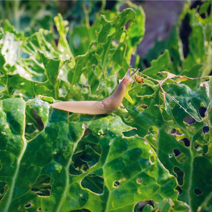 How To Get Rid Of Slugs Naturally