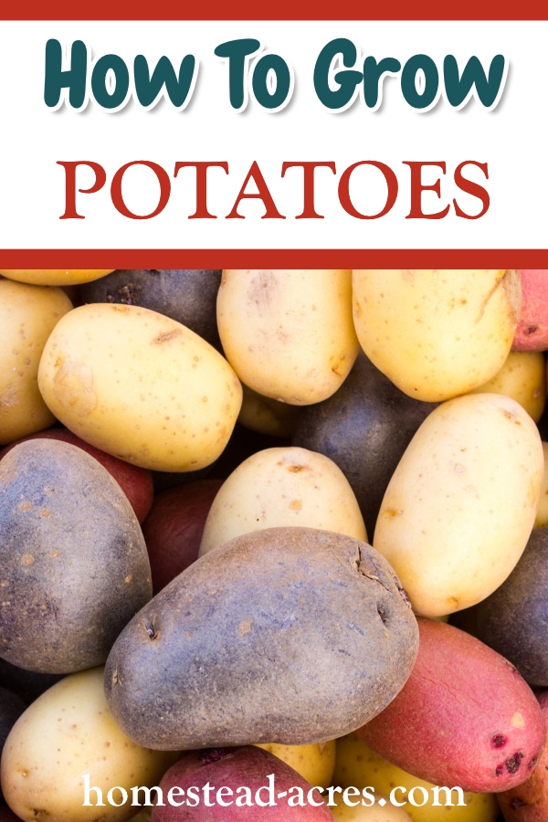 How To Grow Potatoes text overlaid on a photo of purple, red and white potatoes.