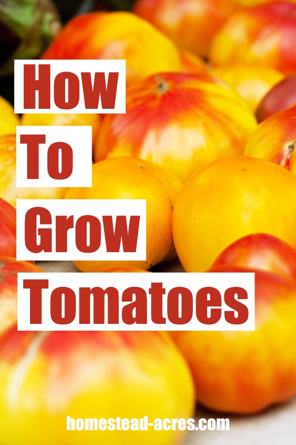 How To Grow Tomatoes text overlaid on a photo of red and yellow heirloom tomatoes.