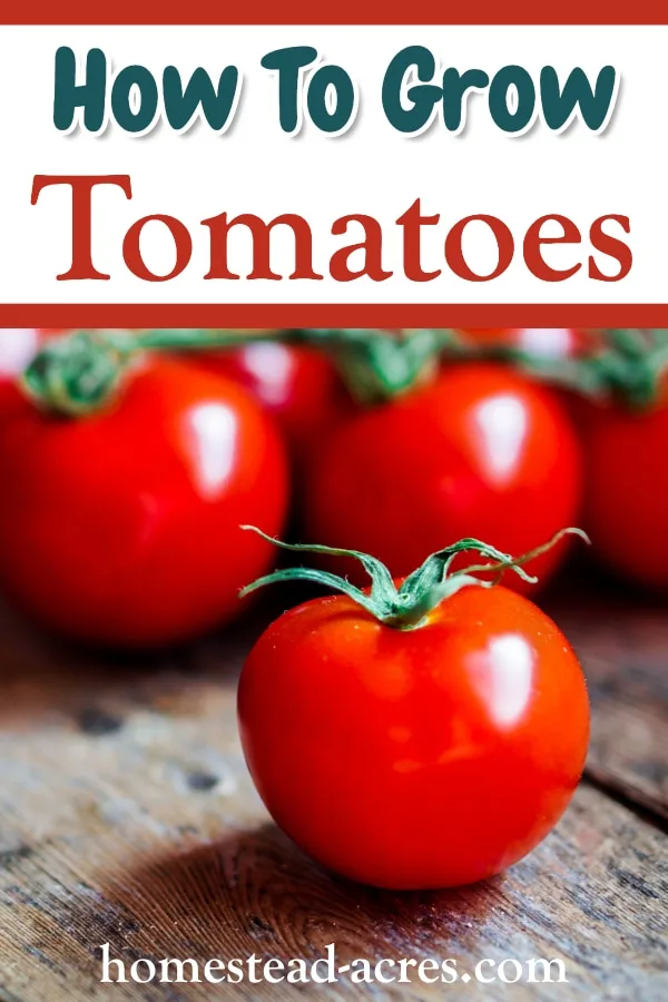 How To Grow Tomatoes text overlaid on a photo of red tomatoes sitting on a wooden table.