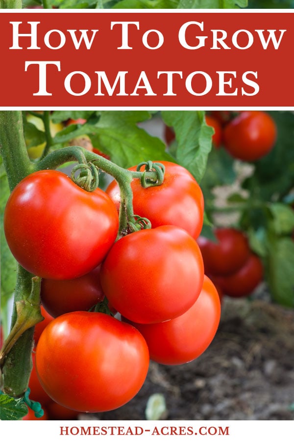 How To Grow Tomatoes text overlaid on a close up photo of red tomatoes on a vine.