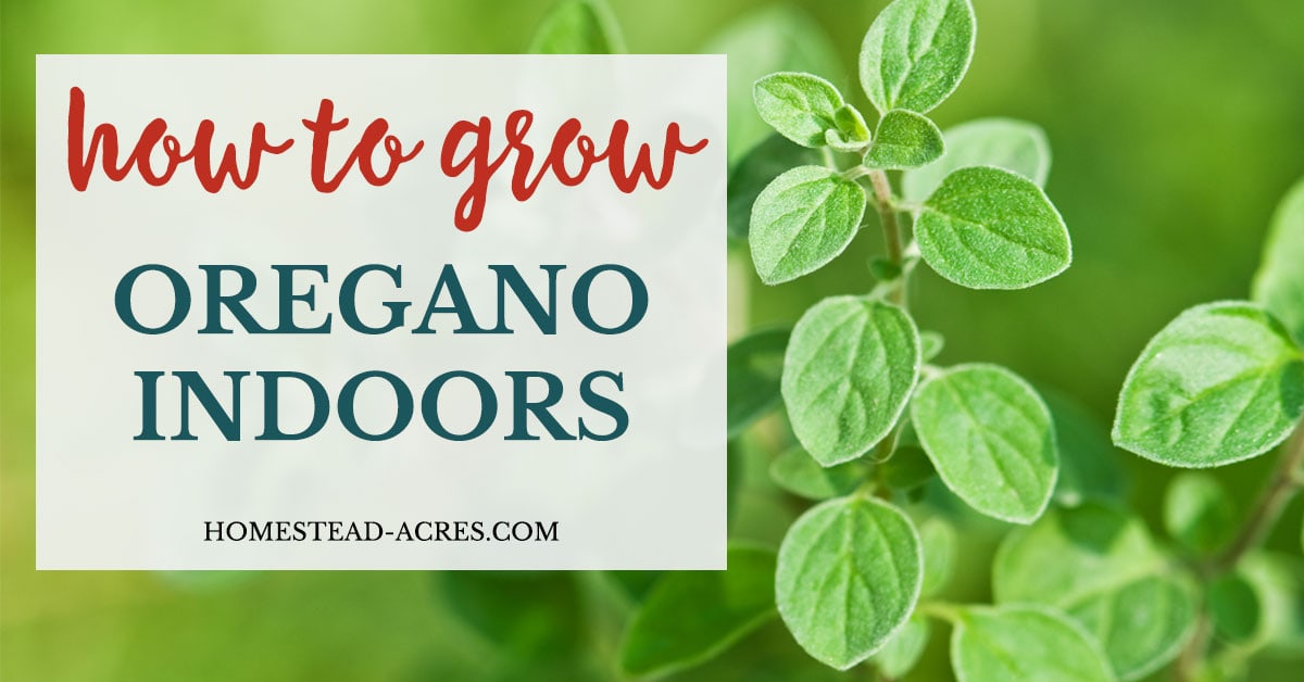 How To Grow Oregano Indoors Homestead Acres
