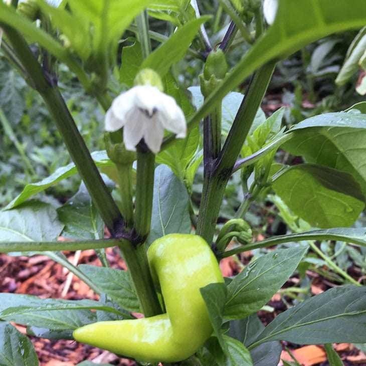 Pepper Blossom Drop