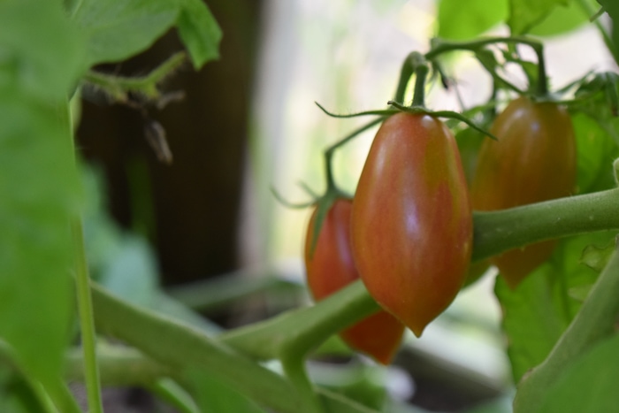 Pink Tiger Tomatoes