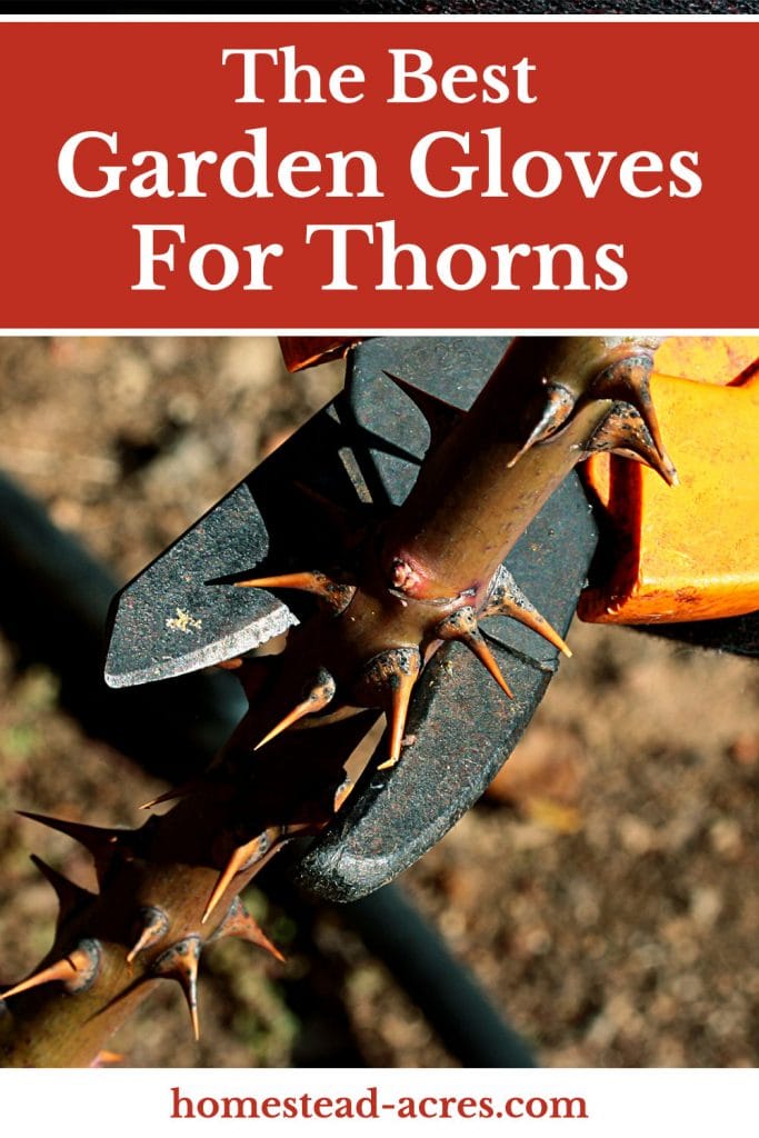 Best Garden Gloves For Thorns text overlaid on a photo of pruning roses with pruners.