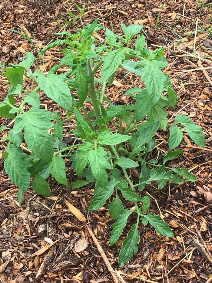 Growing tomatoes Back to Eden garden