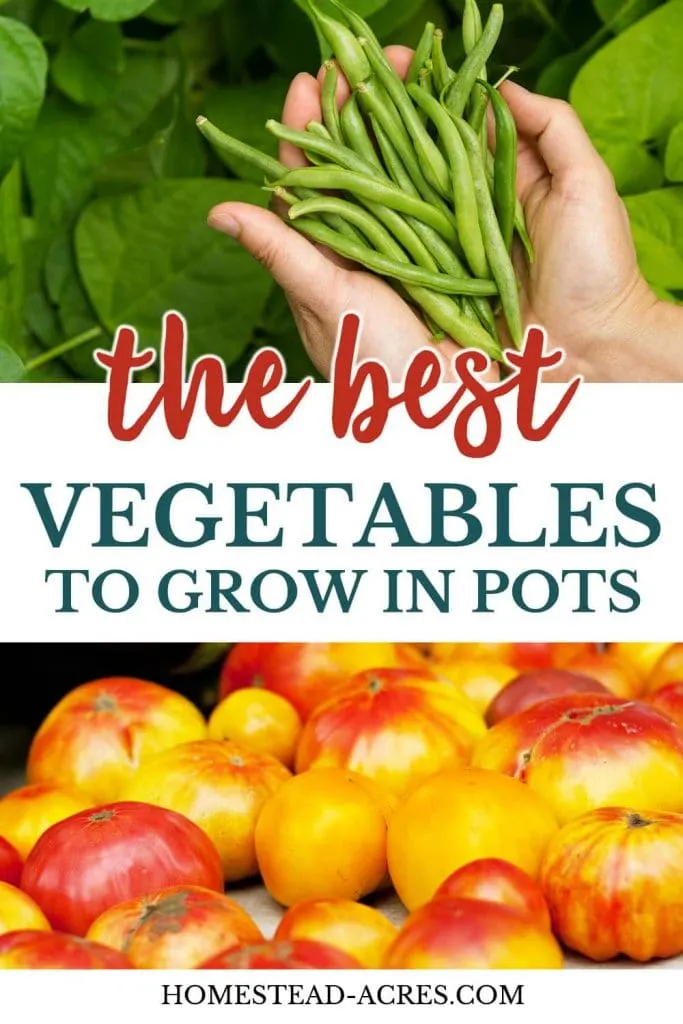 Best Vegetables To Grow In Pots text overlaid on a collage photo of holding green beans on the top and tomatoes on the bottom.