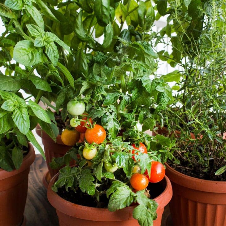 Container Gardening Vegetables