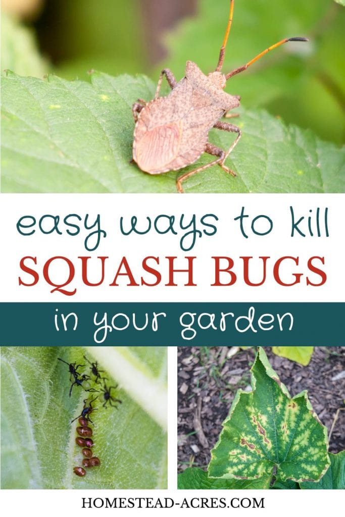 Easy Ways To Kill Squash Bugs In Your Garden text overlaid on a photo collage, on the top is an adult squash bug on a leaf, the bottom left is squash bug eggs, and the bottom right is plant damage.