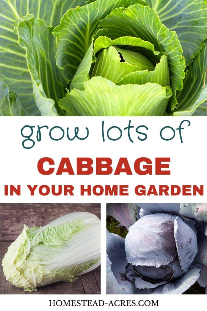 Grow Lots Of Cabbage In Your Home Garden text overlaid on a photo collage of red, napa and green cabbage.