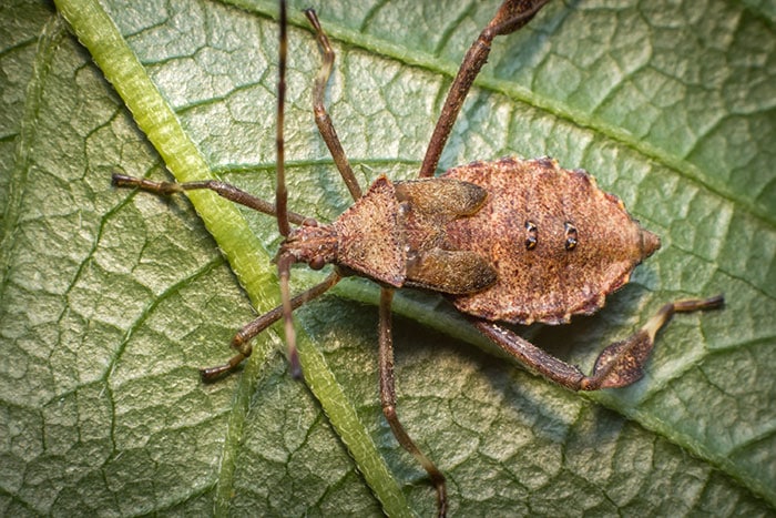 Helmeted Squash Bug