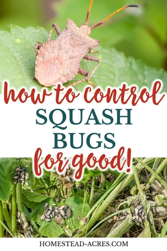 How To Control Squash Bugs For Good! text overlaid on a collage photo of a adult squash bug on the top and a zucchini plant covered in squash bugs on the bottom.