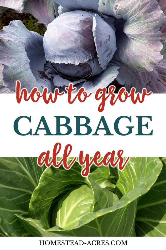 How To Grow Cabbage All Year text overlaid on a collage image of red and green cabbage.
