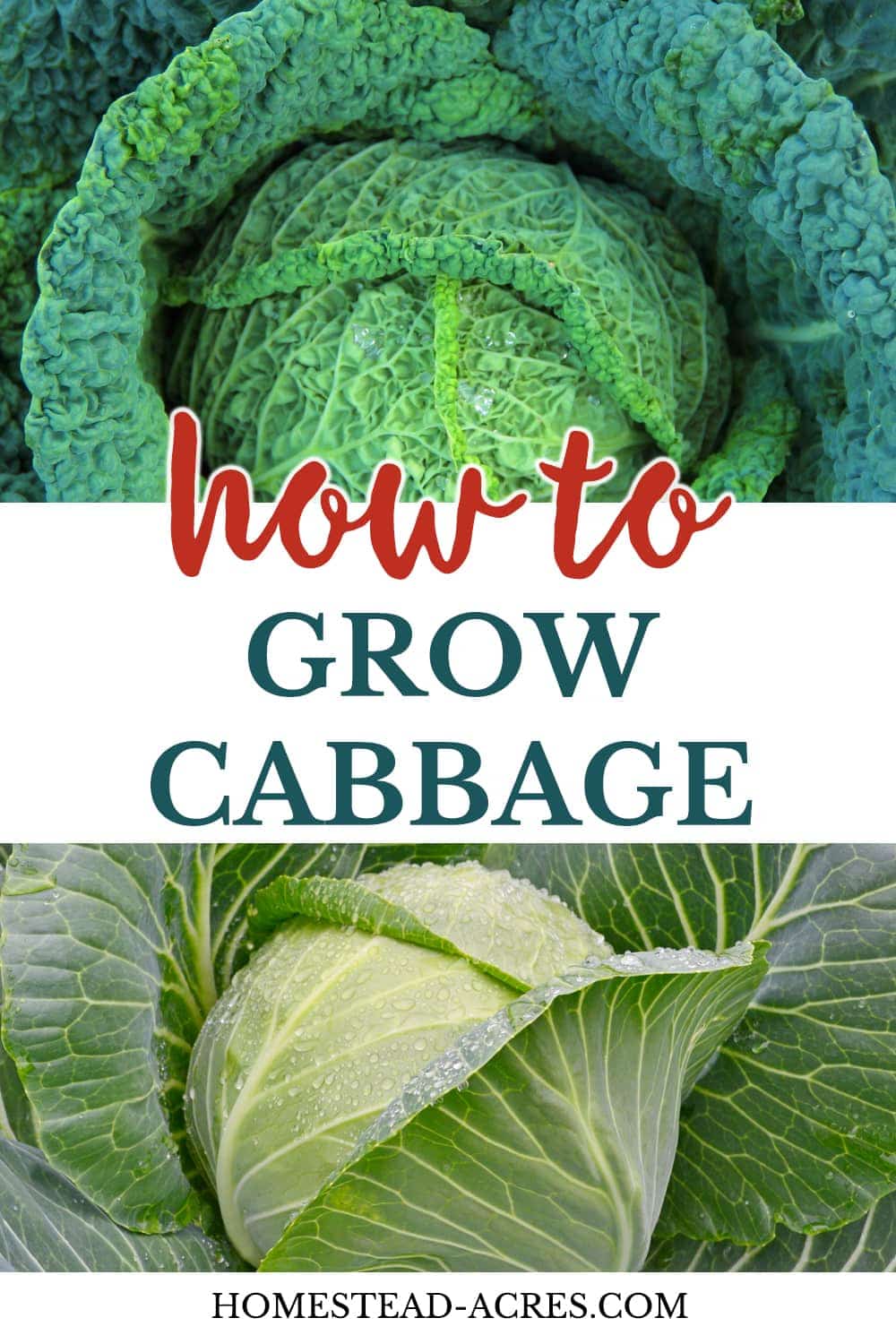 How To Grow Cabbage text overlaid on a collage photo of two cabbage plants.