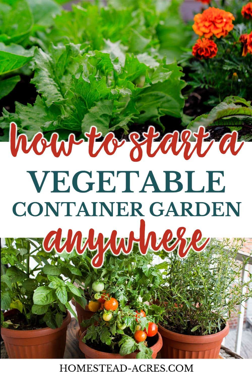 How To Start A Vegetable Container Garden Anywhere text overlaid on a collage photo of lettuce on the top and potted tomatoes on the bottom.