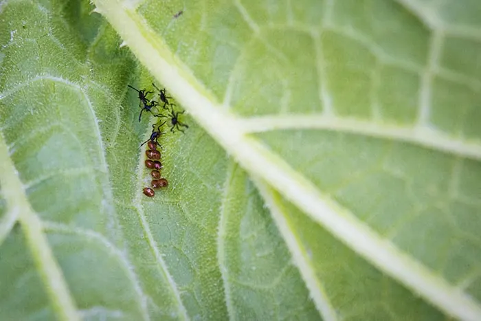 Squash bug eggs and nymphs