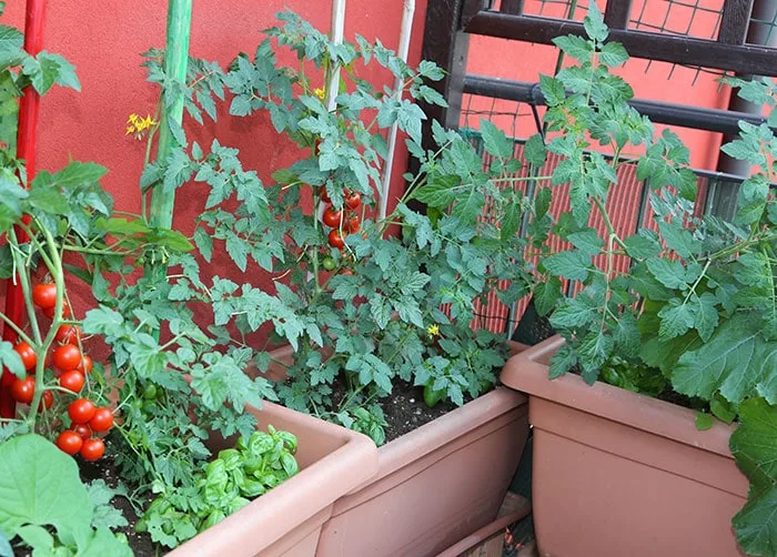tomato plants being grown in a container garden.