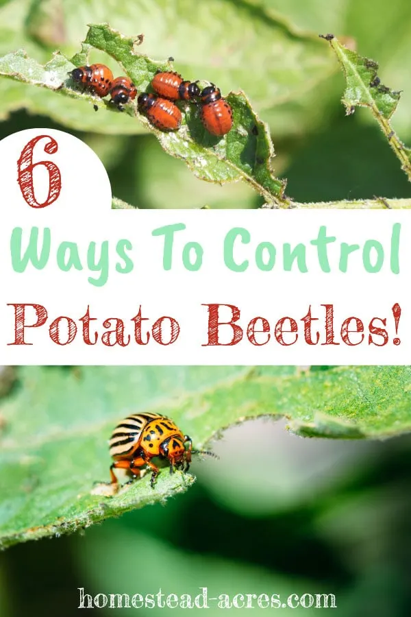 6 Ways To Control Potato Beetles text overlaid on a collage photo of potato beetle larva on the top and a potato beetle eating a leave on the bottom.