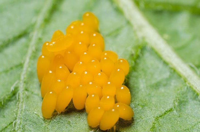 Colorado Potato Beetle Eggs