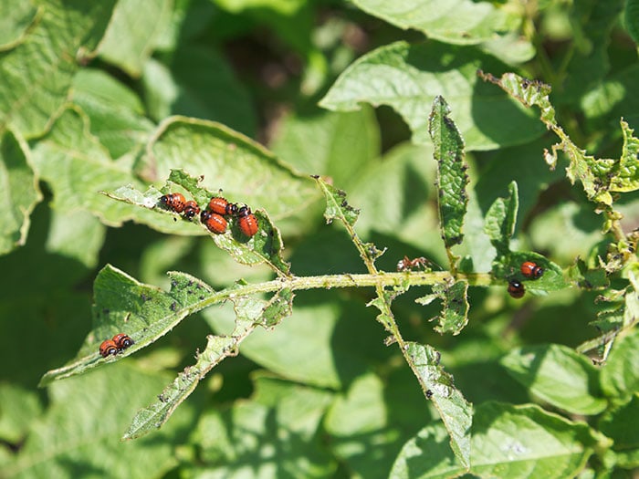 Colorado Potato Beetle Larva