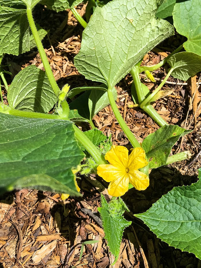 Cucumber Flower on a cucumber plant growing in a wood chip mulch garden.