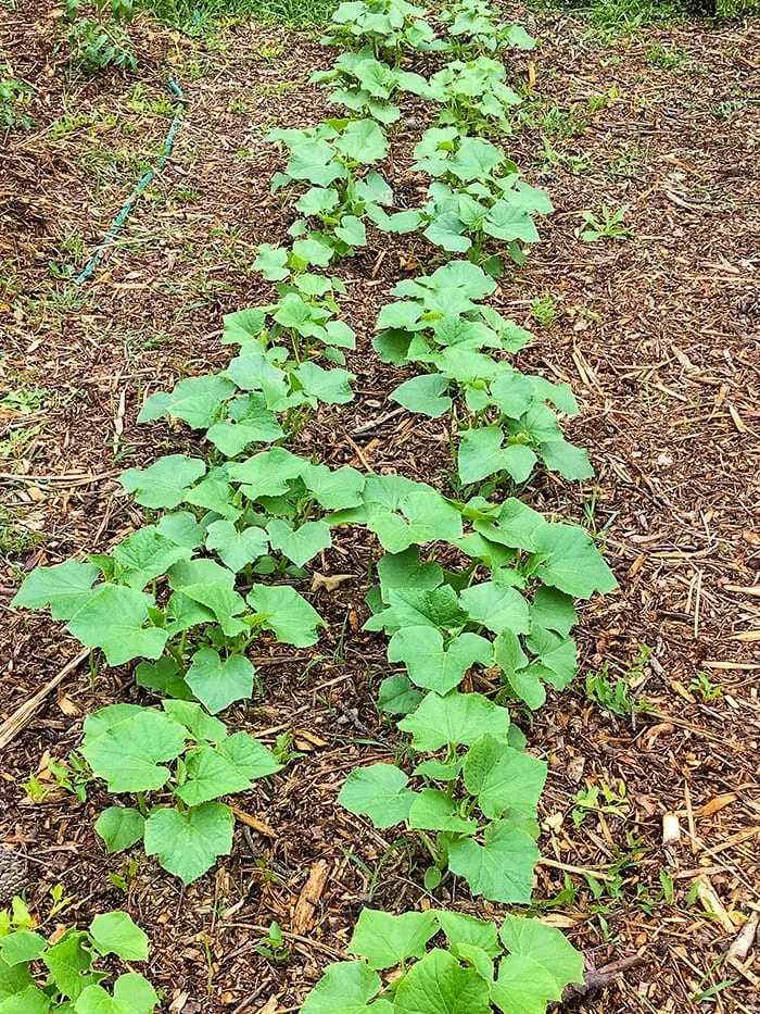 Growing Cucumbers In Back To Eden Garden Wood Chip Mulch Garden.