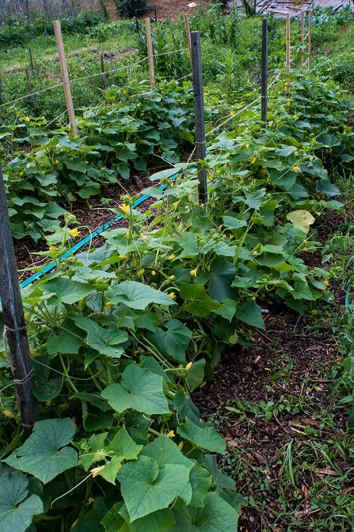 Cucumbers Growing On A  String Trellis