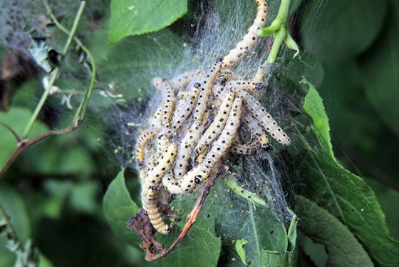 Web Worm Fall Fall Webworm Control - How To Get Rid Of Fall Webworms Easily