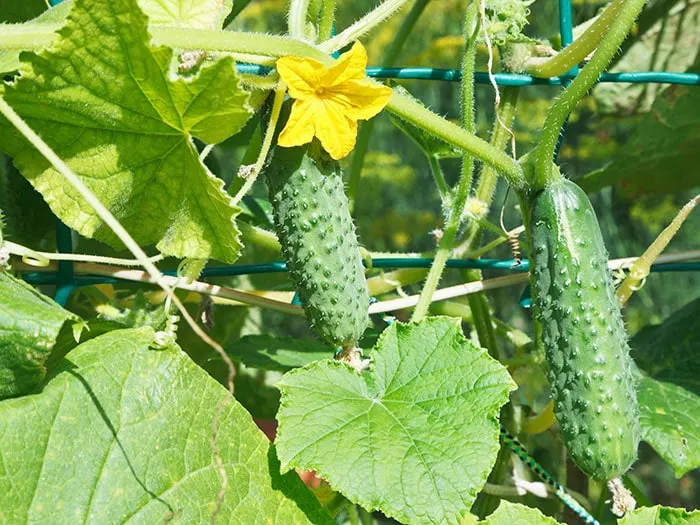 Cucumbers Growing On A Trellis, It Makes Harvesting Easier!