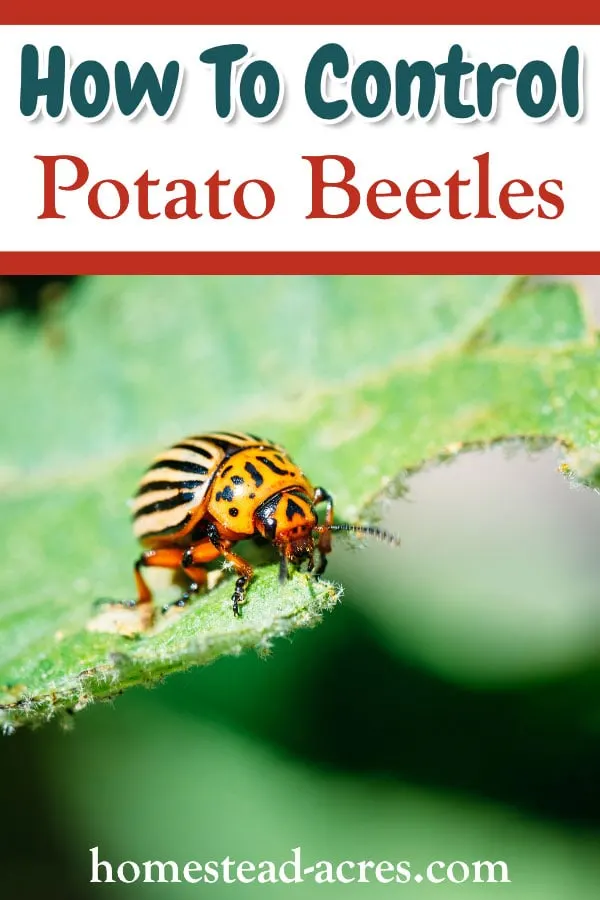 How To Control Potato Beetles text overlaid on a close up photo of a potato beetle eating a potato leaf.