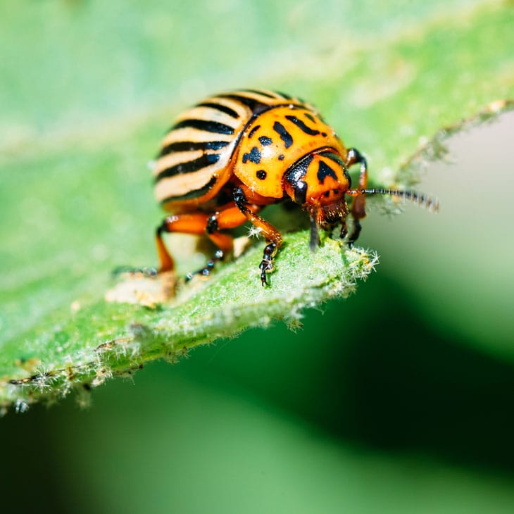 Control and get rid of potato beetles