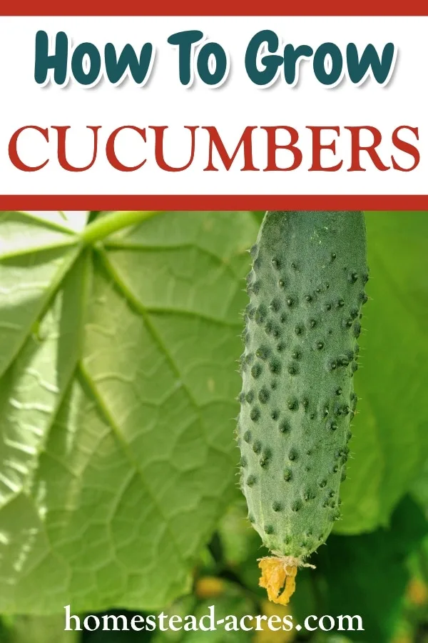 How To Grow Cucumbers text overlaid on a photo of a small cucumber growing on a trellised plant.