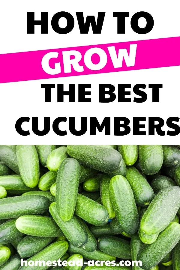 How To Grow The Best Cucumbers text overlaid on a photo of many cucumbers stacked on top of each other.