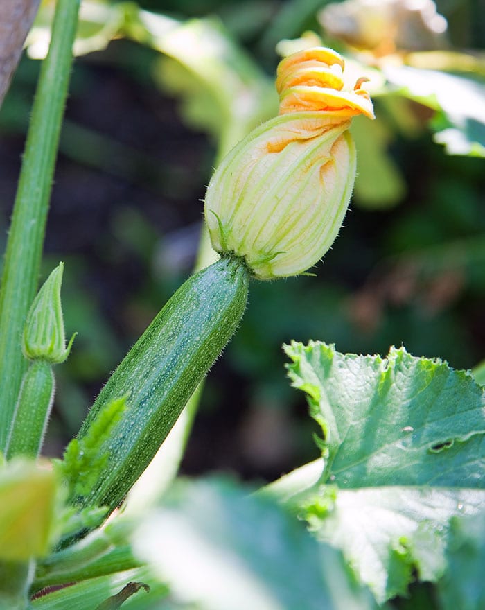 Female Zucchini Flowers