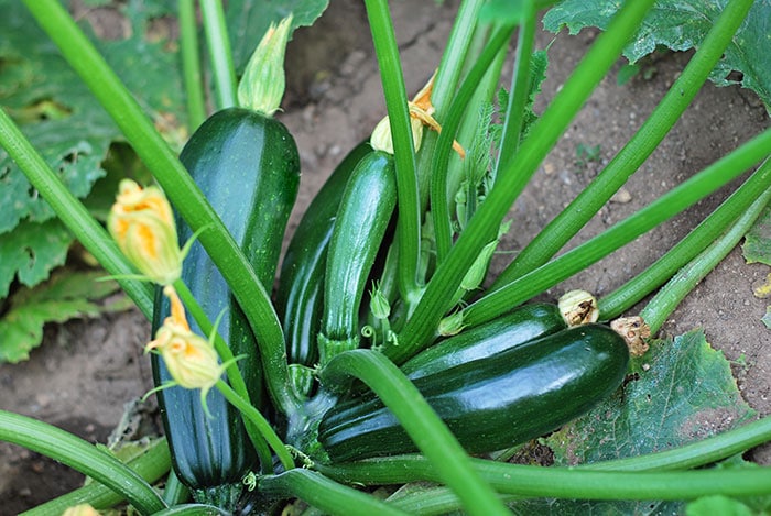 Zucchini plant in the garden covered in dark green zucchini ready to harvest.