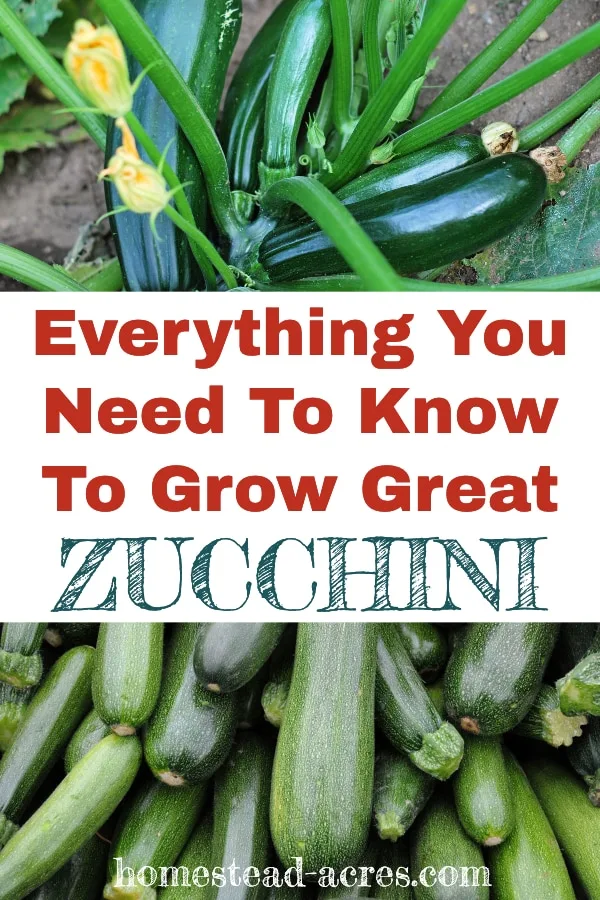 Everything you need to know to grow great zucchini text overlaid on a photo collage of a zucchini plant and piles of harvested zucchini.
