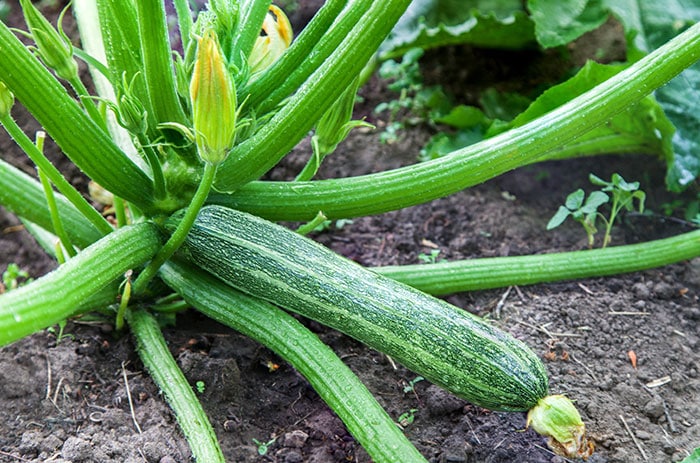 Fresh zucchini ready to harvest in the garden.