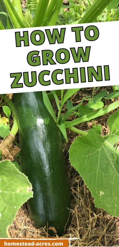 A large zucchini ready to be picked. The text overlay says How To Grow Zucchini.