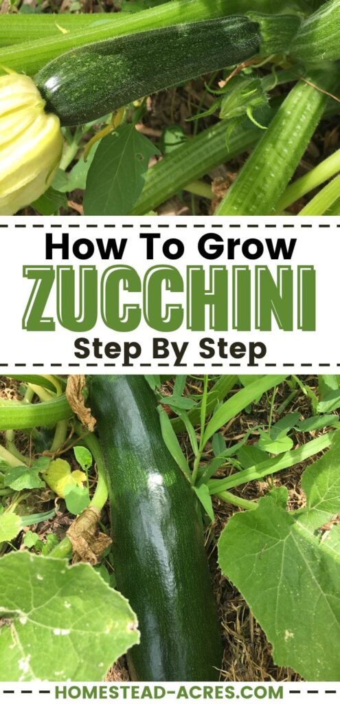 Collage image of a small zucchini and a large zucchini on the plant. Text overlay says How To Grow Zucchini Step By Step.