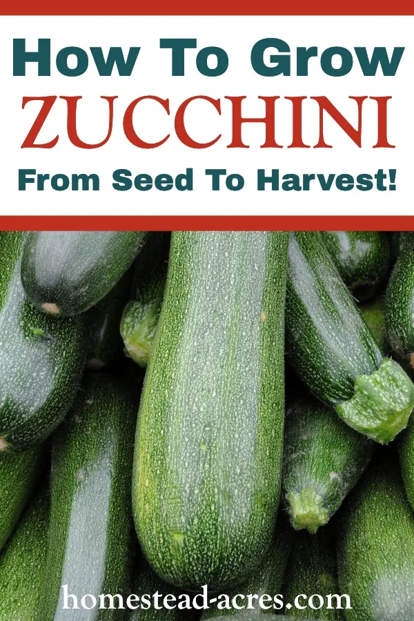 How To Grow Zucchini From Seed To Harvest text overlaid on a photo of zucchini piled on top of each other.