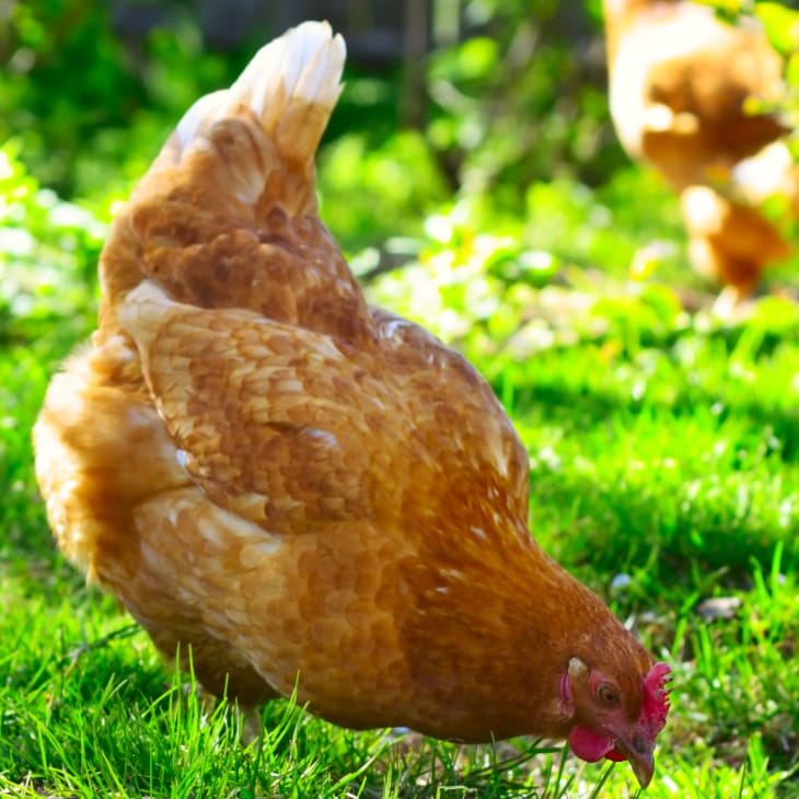 Keeping Chickens Cool In The Summer