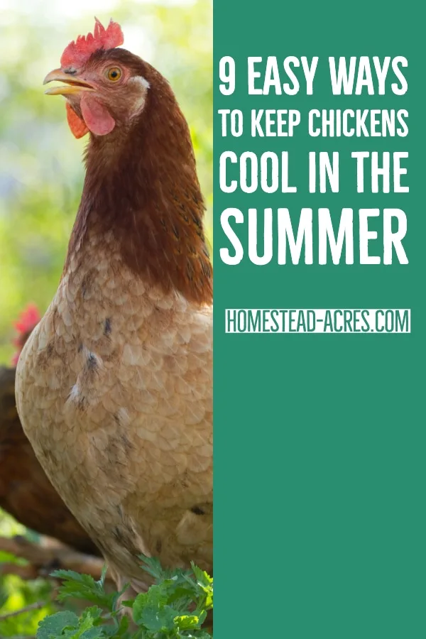 Keeping Chickens Cool