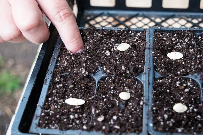 Poking zucchini seeds under the soil and covering with seed starter.
