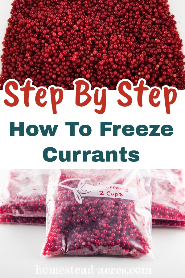 Step By Step How To Freeze Currants text overlaid on a photo collage of red currants and freezer bags filled with currants.