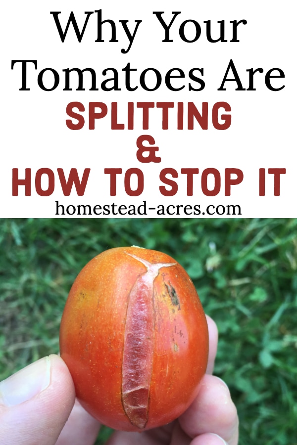 A hand holding a cracked tomato with text overly Why Your Tomatoes Are Splitting & How To Stop It.