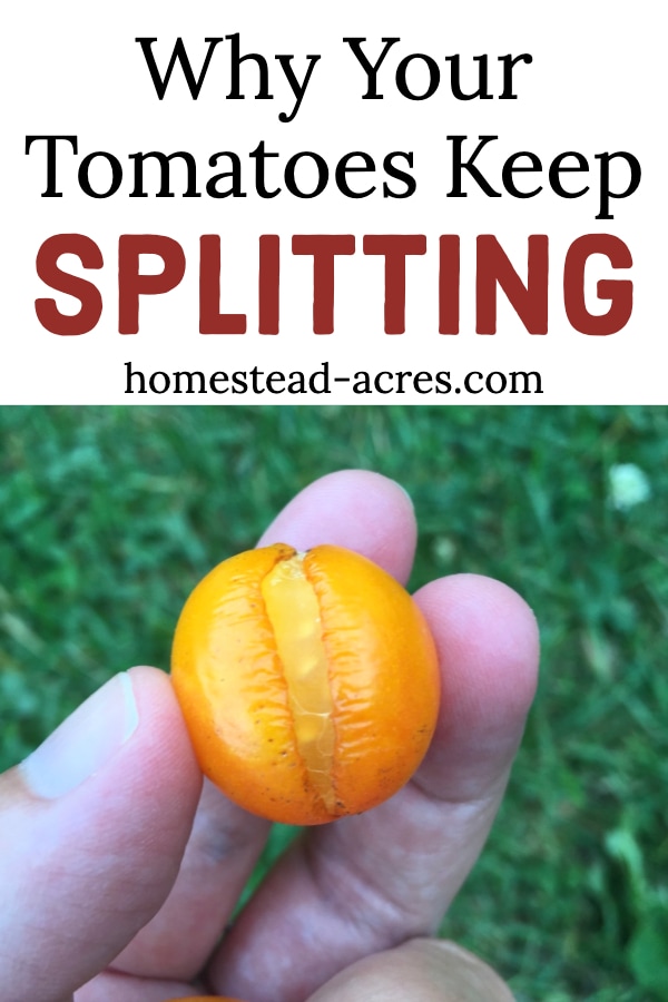 Why your tomatoes keep splitting text overlaid on a photo of a yellow cherry tomato split open.