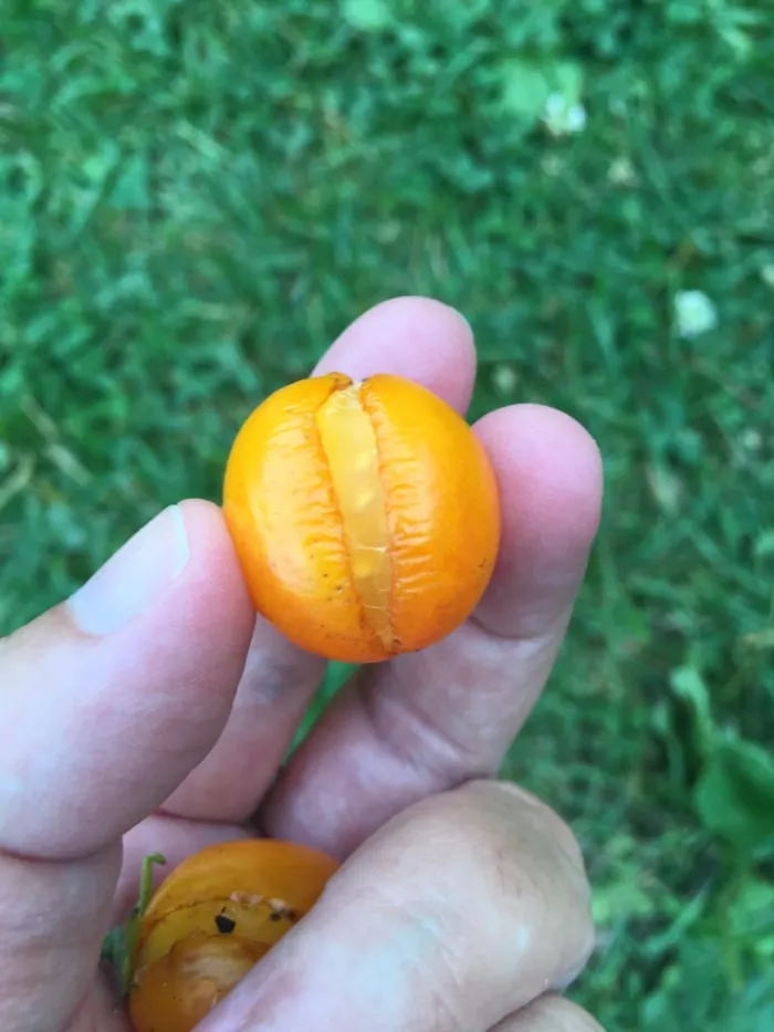 A hand holding a yellow cherry tomato that has split open.